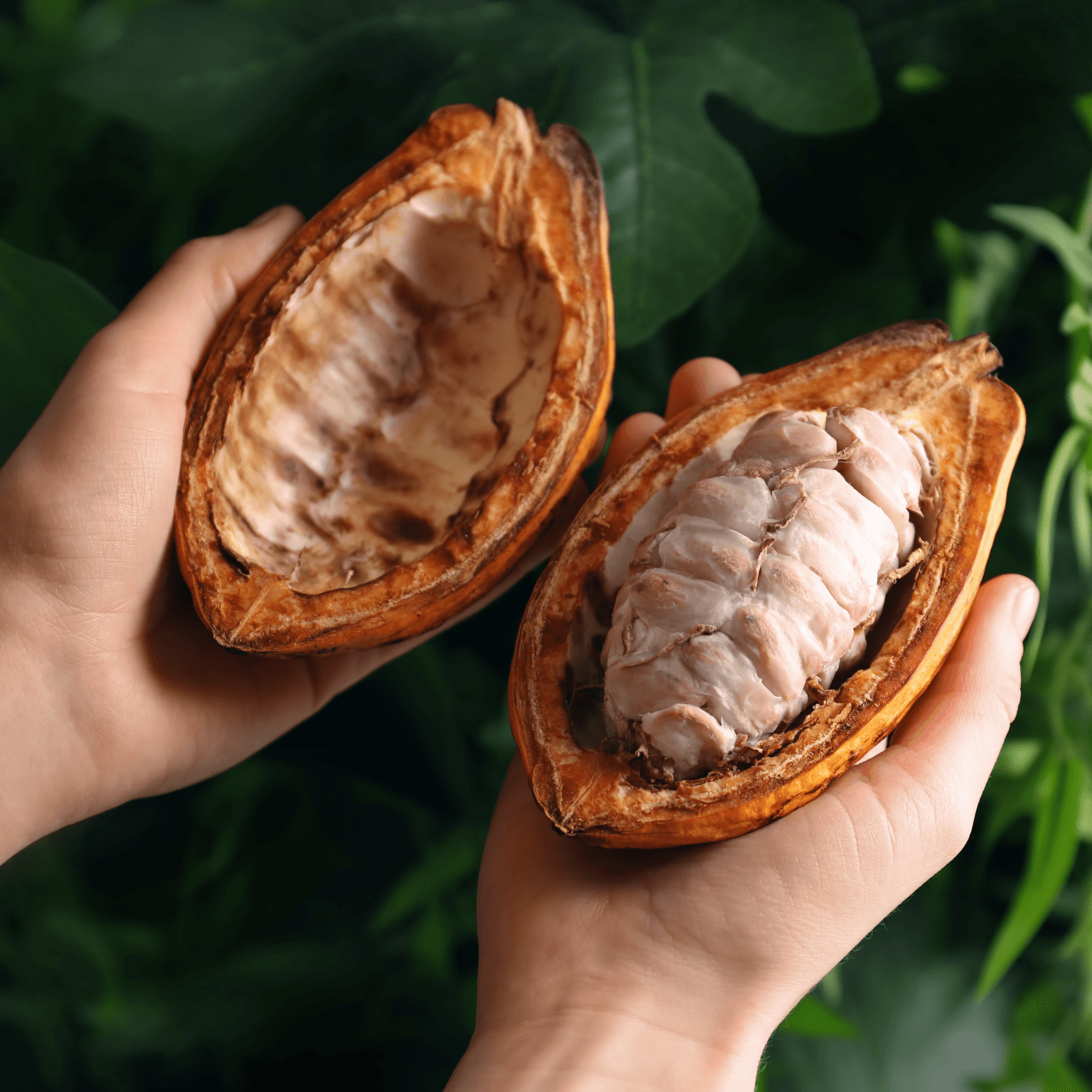 Cocoa Beans